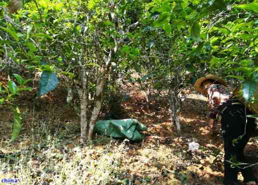 普洱茶种植技术的全面解析与实践操作