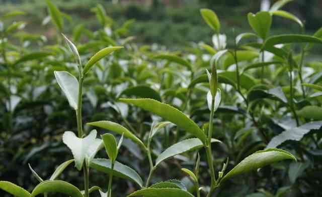 普洱茶良种