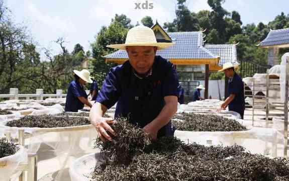 普洱茶王师：揭秘中国十大名茶的制作秘密