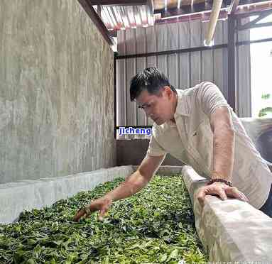 普洱茶王师：揭秘中国十大名茶的制作秘密