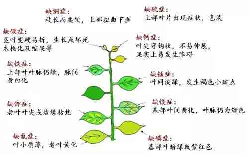 淘米水养植物营养：好处、可行性与正确方法