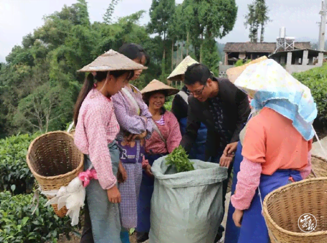 普洱茶脱贫