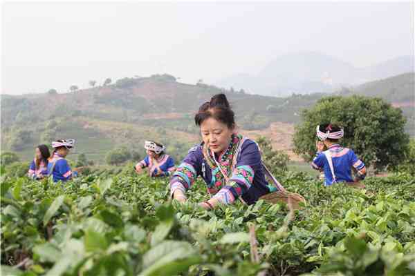 普洱茶脱贫