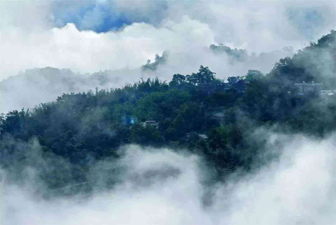 福地普洱茶