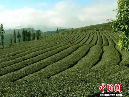 普洱茶拍卖