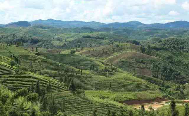 云南普洱茶：全国最多最出名的茶叶胜地探秘