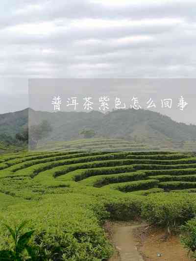 云南普洱茶：全国最多最出名的茶叶胜地探秘