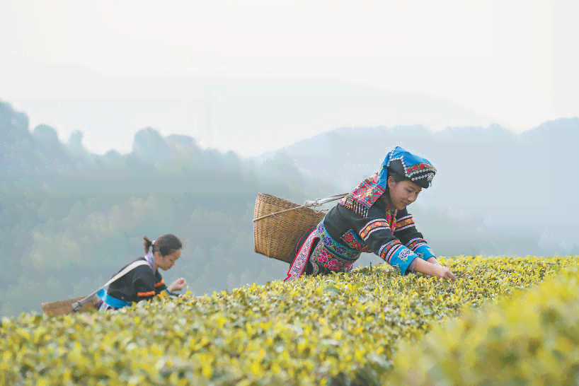 全国哪里普洱茶最多的地方