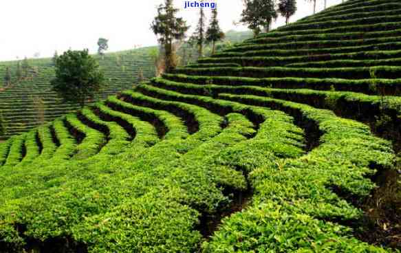 昆明呈贡区普洱茶场电话地址及昆明普洱茶叶场信息