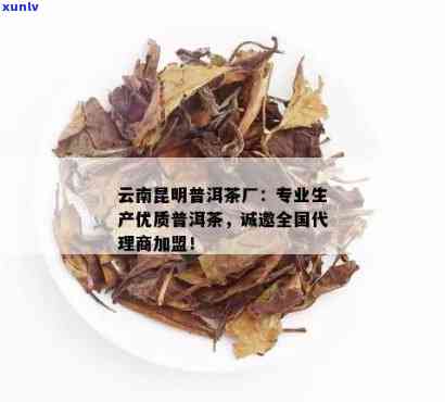 昆明市普洱茶场：一站式茶叶供应商，提供优质茶叶及详细价格信息