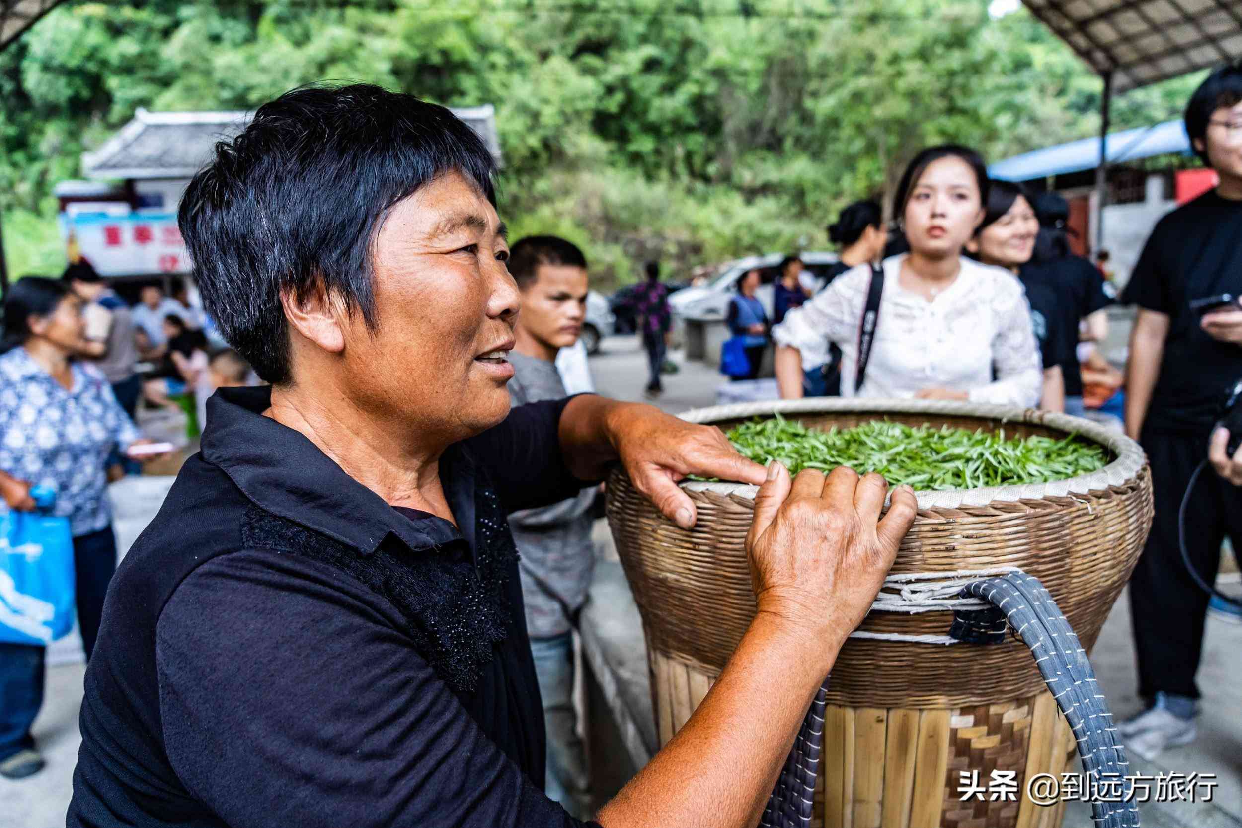 普洱茶农卖毛茶还是卖叶：选择对生计更有益的茶叶销售方式