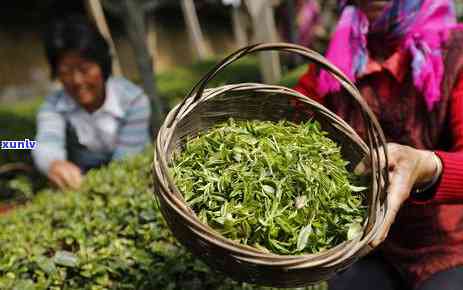 普洱茶农卖毛茶还是卖叶：选择对生计更有益的茶叶销售方式