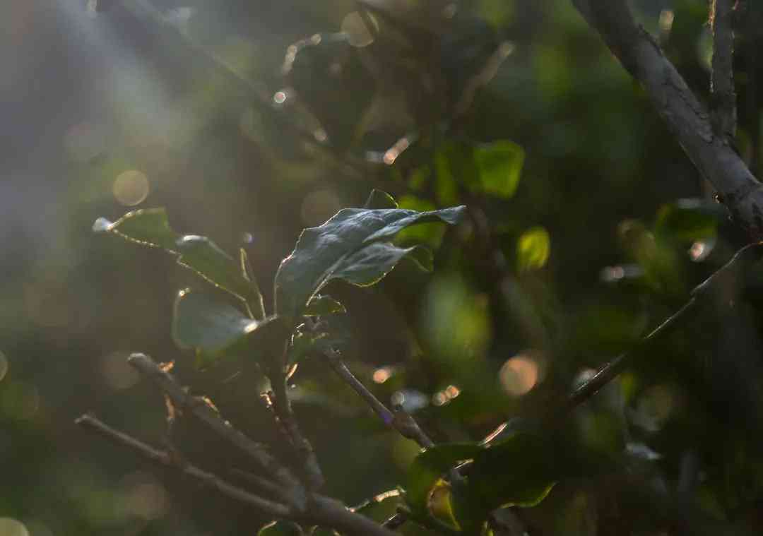 百花潭普洱茶：高端品质与独特风味的完美结合