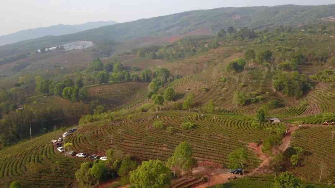 '景谷普洱茶苦竹山':云南景谷县苦竹山是主要产地，提供各种价格的普洱茶。