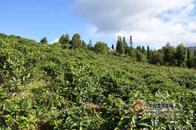 普洱茶葫芦谷：生长地、品种及口感介绍