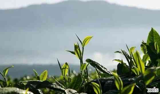 东普洱茶属于哪里？东普洱茶的产地、、特点和价格是多少？