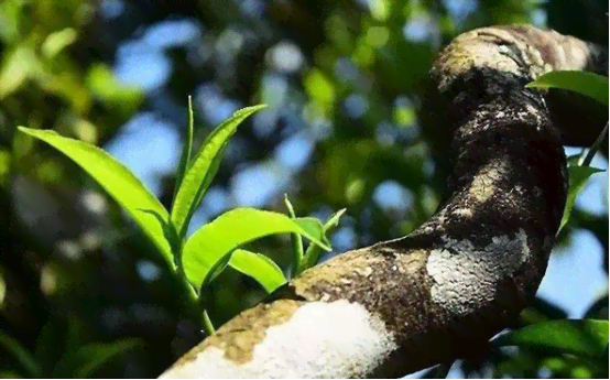 普洱茶标准制定者：了解普洱茶的完整指南，从选购到品鉴全方位解析