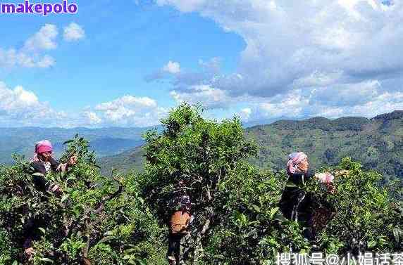 普洱茶的故乡：探索迷弟普洱茶的产地与文化背景