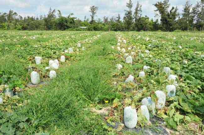 新翡翠冬瓜地和干白地：特点、品种及种植技巧的全面对比分析