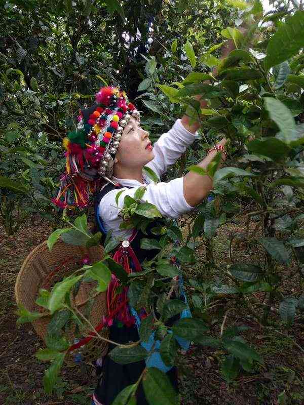 清风普洱茶：源自云南的古树茶香，品鉴与价格全解析