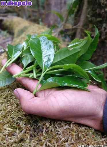 野生普洱茶特点介绍：云南口感与风味探究