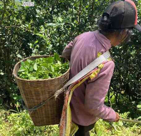 普洱茶小户赛：一种独具特色的云南大叶种茶品探究