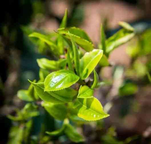 普洱茶小户赛：一种独具特色的云南大叶种茶品探究