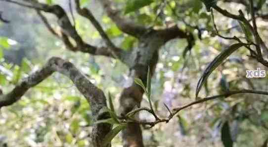 古树普洱茶的独特韵味：开茶品简介