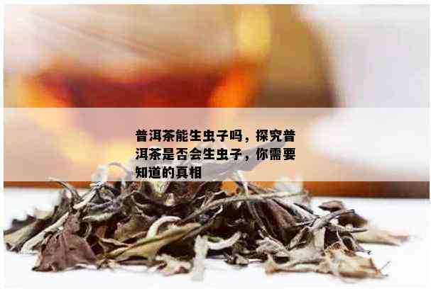 虫二普洱茶：揭示普洱茶中的真实虫子世界