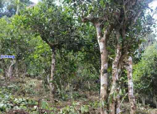 普洱茶味道差异的原因及各茶山特色介绍