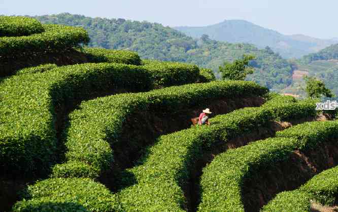 普洱茶味道差异的原因及各茶山特色介绍