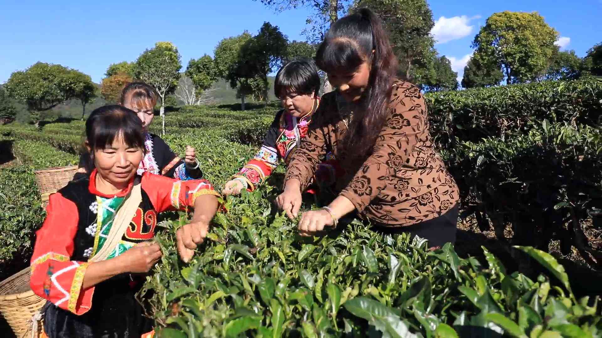 普洱茶助农