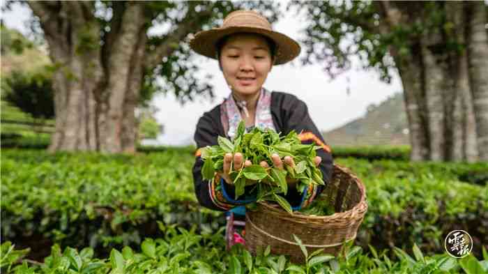 普洱茶助农