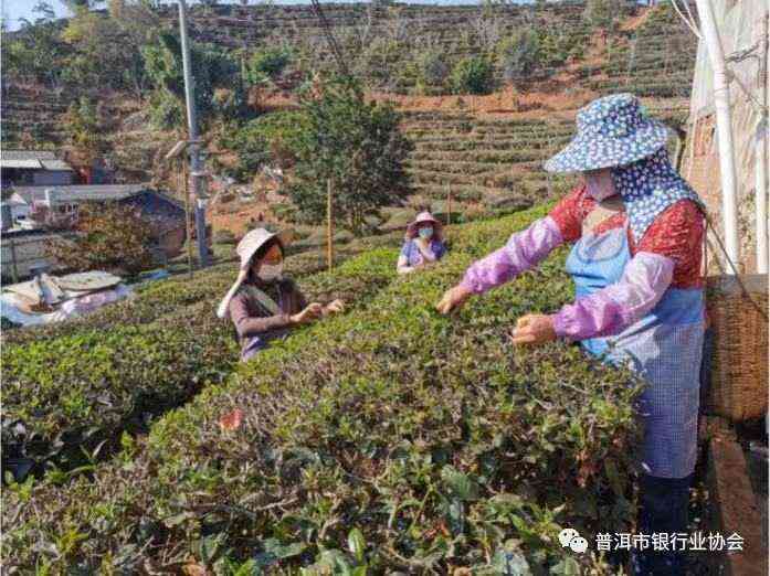 普洱茶助农