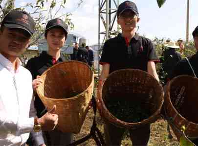 普洱茶助农