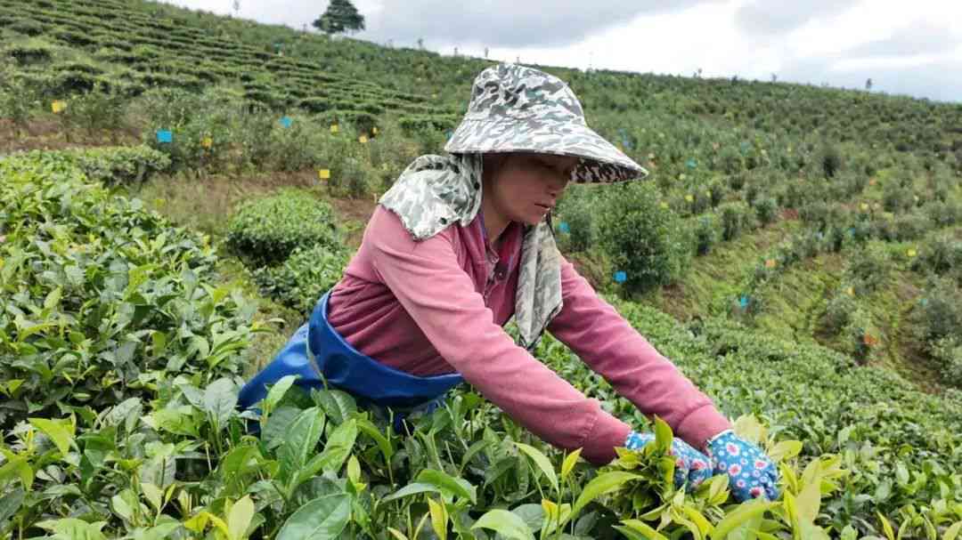 普洱茶助农