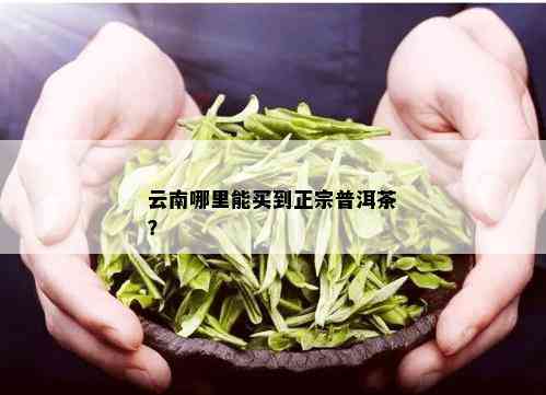 大理正宗的普洱茶排名之一：云南大理哪里可以买到正宗普洱茶？