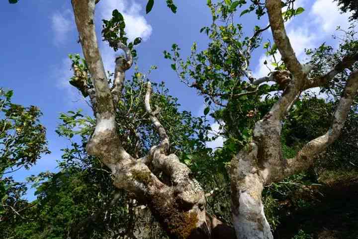 卧龙山茶叶：古树茶价格，茶叶公司简介及评价