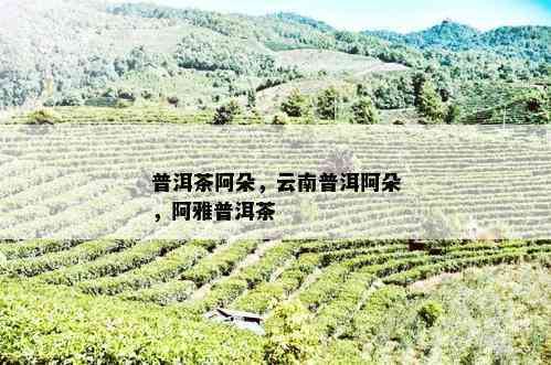 普洱茶阿朵精选：雅、兰、朵三大系列普洱茶推荐