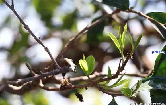 普洱茶长花：发花、生花、茶花景象与品鉴意义