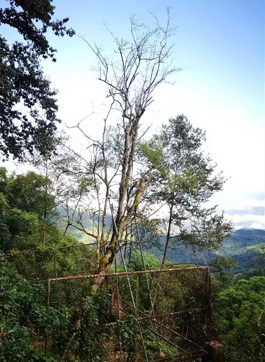 怎么区分宫廷普洱茶的真假