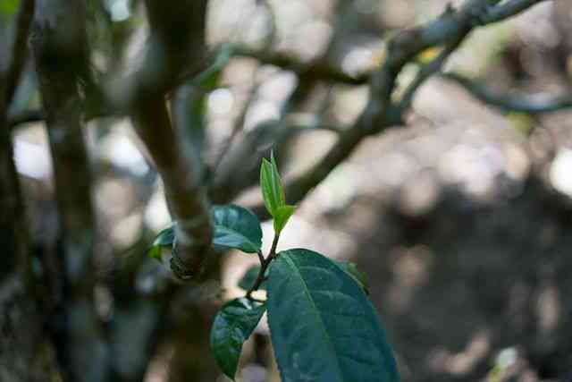 如何辨别普洱春茶的品质：关键步骤与误区排除