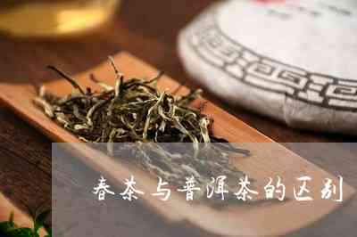 普洱茶春茶的好坏怎么区分