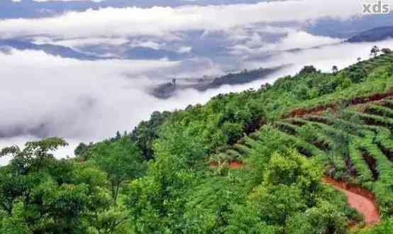 探索云南省临沧地区著名茶山：六大茶山及其特点与历