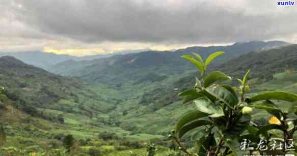 探索云南省临沧地区著名茶山：六大茶山及其特点与历