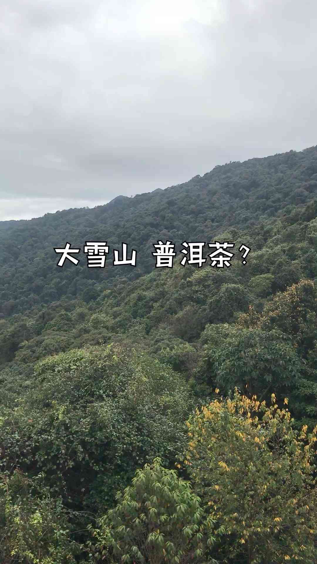 普洱茶山头