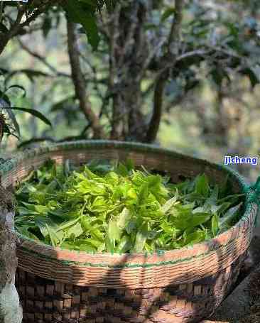 普洱茶叶用来养花可行吗？