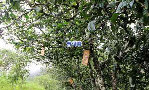 探索萨露普洱茶的生长奥秘：小树枝与普洱茶的独特关系