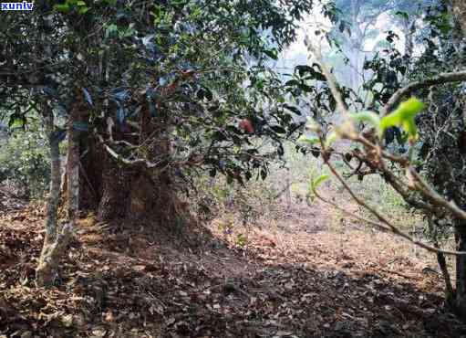 新半坡岭普洱茶的独特生长环境条件及其对茶叶品质的影响