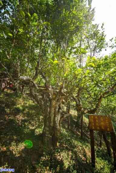 新半坡岭普洱茶的独特生长环境条件及其对茶叶品质的影响